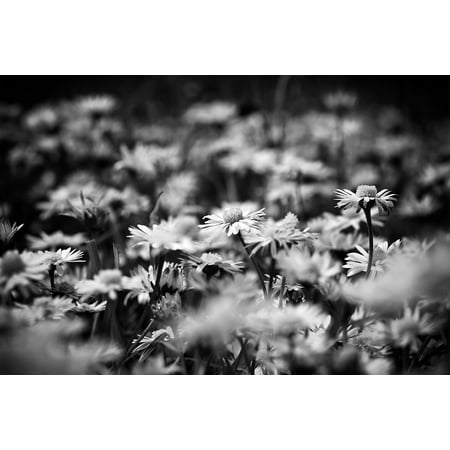 Canvas Print Dandelion Daisies Flora Flower White in The Grass Stretched Canvas 10 x (Best Way To Kill Dandelions And Not Grass)