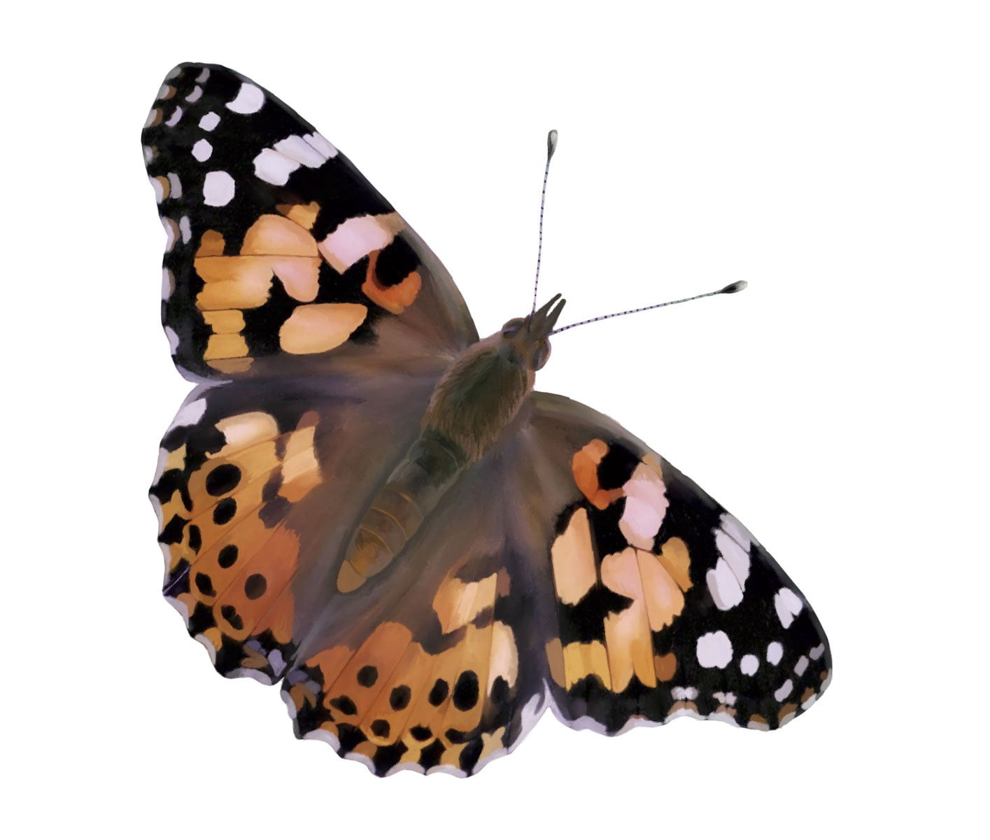 Butterfly Garden® With Live Cup of Caterpillars™
