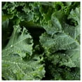 thumbnail image 4 of Everwilde Farms - 1000 Siberian Dwarf Kale Seeds - Gold Vault Jumbo Bulk Seed Packet, 4 of 5