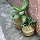 thumbnail image 5 of Maceta de estilo nórdico, cesta de paja tejida, suministros para el hogar, cesta de almacenamiento de paja, cesta de flores de paja plegable, 5 of 6