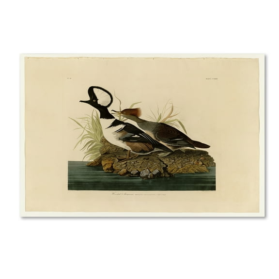 Trademark Fine Art 'Hooded Merganserplate 232' Canvas Art by Audubon