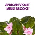 thumbnail image 2 of Harmony Foliage Mindi Brooke African Violet Saintpaulia 4 inch, 2 of 8