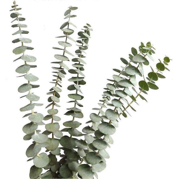 12 Stems Eucalyptus Stems Decor Artificial Eucalyptus Leaves Faux Greenery Branches for Wedding Centerpiece Home Decoration