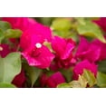 thumbnail image 2 of Millet, Karyn 32x23 Gold Ornate Wood Framed with Double Matting Museum Art Print Titled - Magenta Bougainvillea II, 2 of 4