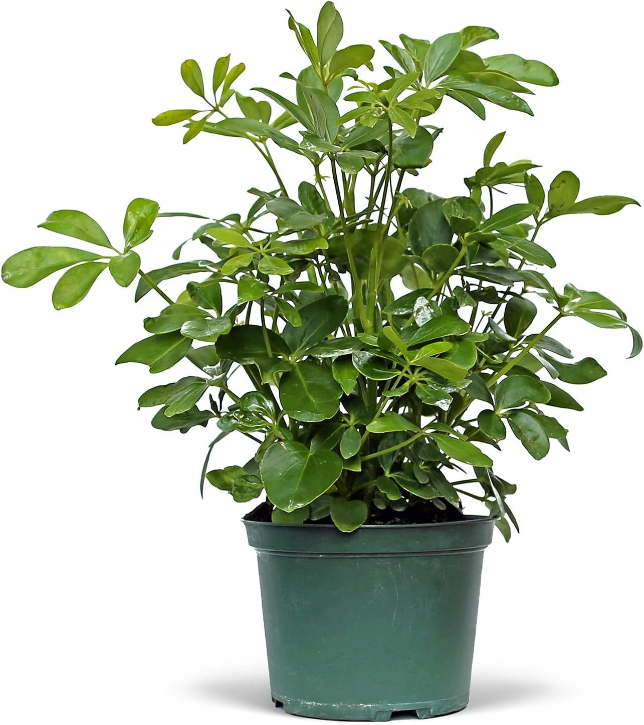 Live Hawaiian Schefflera Arboricola, Hawaiian Dwarf Umbrella Tree