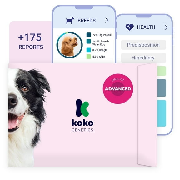 Koko DNA Test for Dogs | Advanced PLUS Range | 175 Breeds, Health & Traits Reports | Fees Included