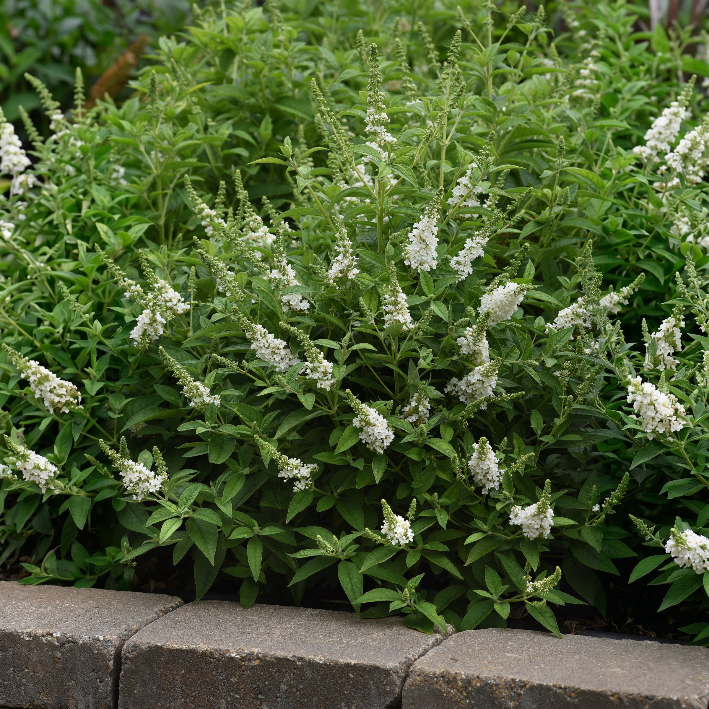 National Plant Network 3.25 in. Buddleia Chrysalis White