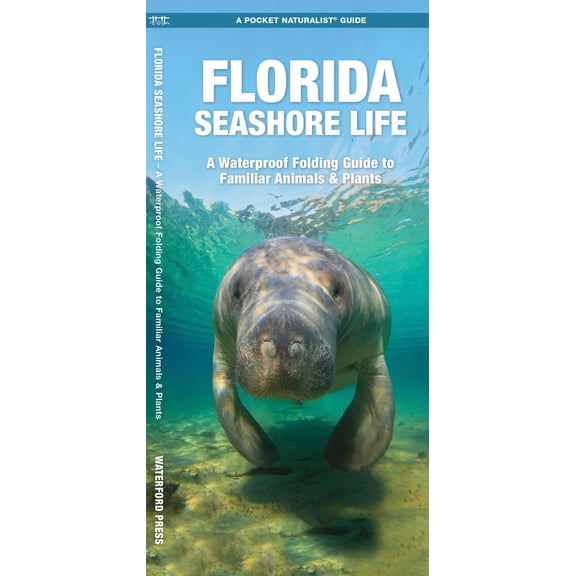 Florida Seashore Life : A Waterproof Folding Guide to Familiar Animals & Plants (Edition 2) (Paperback)