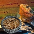 thumbnail image 6 of MANNYA Reptile Food Bowls Small Resin Water Feeder Bowl Worm Feeding Dish for Lizard, 6 of 8