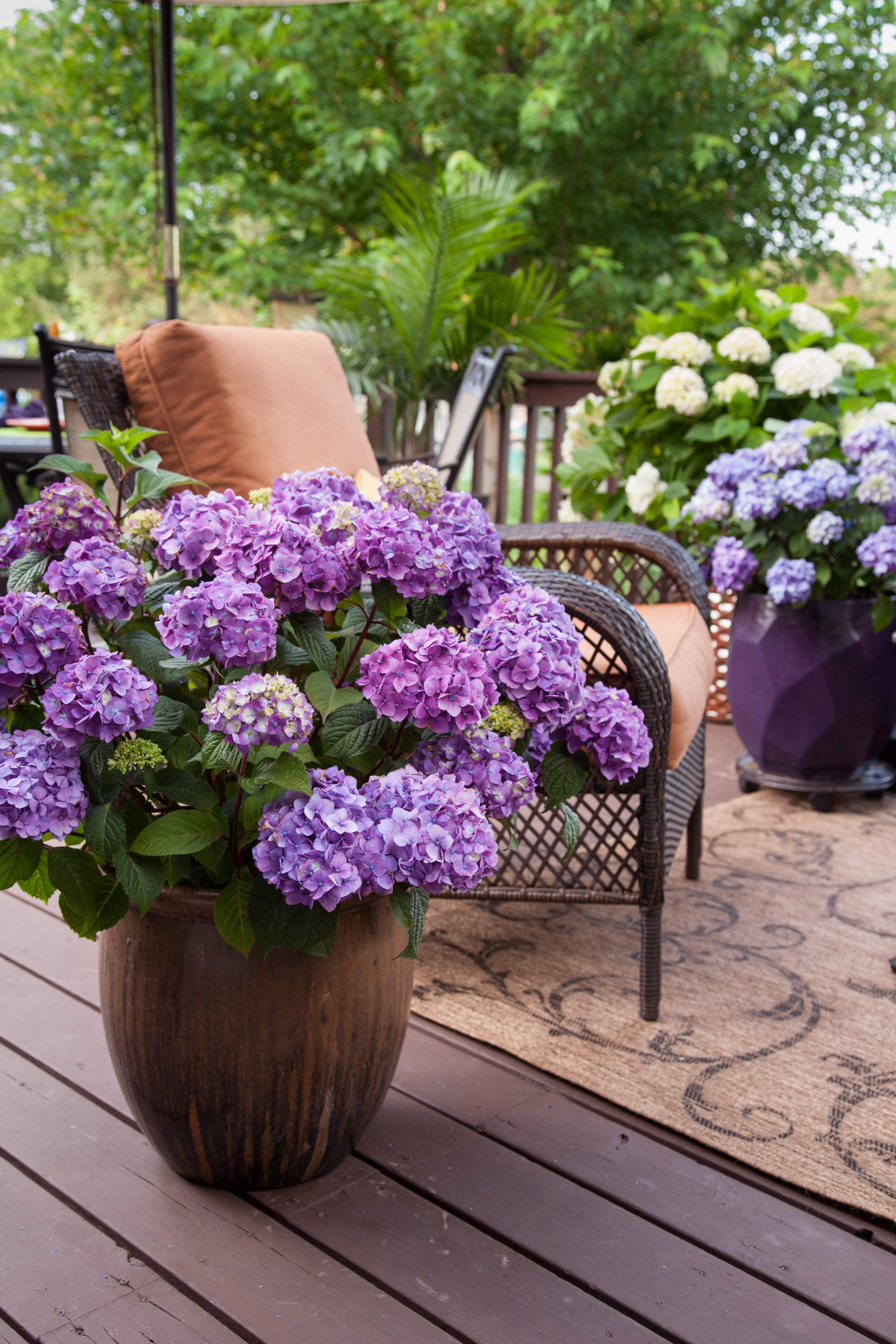 Endless Summer 1.0 GL Filtered Sun Flowering Shrub Hydrangea Endless Pop Star Live Plant
