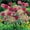 E, variant on Allium, Low Maintenance - Easy Grow - Ideal for Beds Borders, Plant Pots & Planters