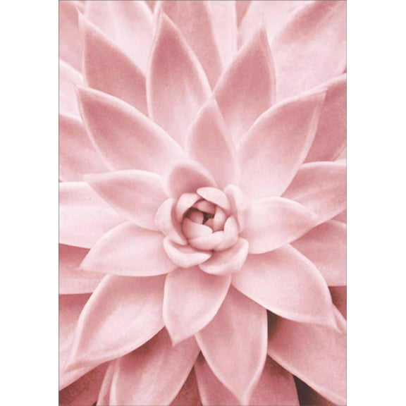 Avanti Press Pink Succulent Close Up Floral Blank Note Card