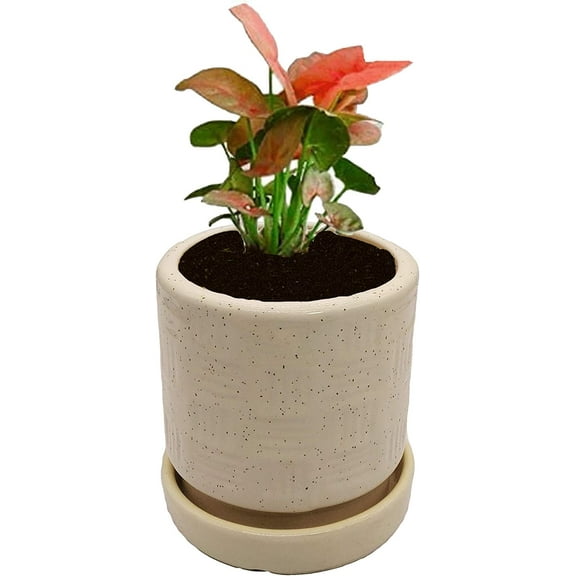 India Meets India Cup Plate Ceramic Flower Pot Planter Indoor Outdoor Planter 4 Inch Handicraft by Awarded Indian Artisan (Cream)