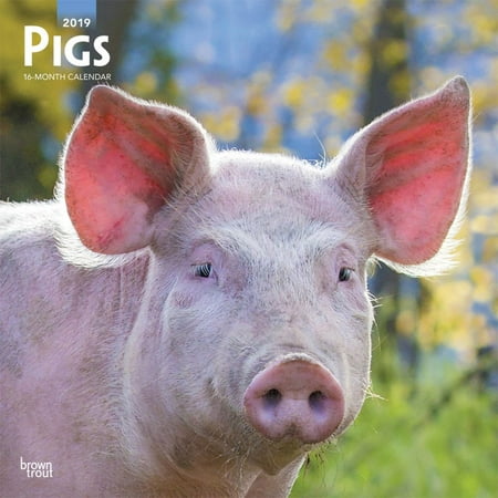 - 2019 Pigs Wall Calendar, by BrownTrout