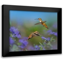 Fitzharris, Tim 22x20 Black Modern Framed Museum Art Print Titled - Broad Tailed Hummingbirds