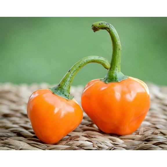 Orange Glow Interspecific Hybrid Pepper Premium Seeds Packet