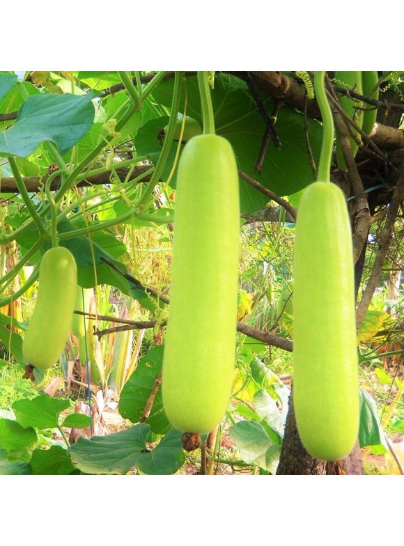 Melon Seeds in Seed Gardening