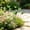 Green, variant on Orangide Butterfly Garden Stakes Realistic Plastic Butterflies on Stems Waterproof Outdoor Yard Decor for Flower Pots Planters Patio Lawns