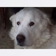 thumbnail image 2 of CafePress - Great Pyrenees Mousepad - Non-slip Rubber Mousepad, Gaming Mouse Pad, 2 of 6