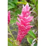 "Pink Live Ginger Plant Roots, 2-Pack, 2""-4"" Long, Partial Shade ...