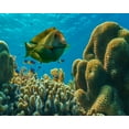 thumbnail image 2 of Fitzharris, Tim 14x12 White Modern Wood Framed Museum Art Print Titled - Tang fish and brain coral-Bohol Philippines, 2 of 4