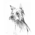 thumbnail image 2 of Tillmon, Avery 20x24 Black Ornate Wood Framed with Double Matting Museum Art Print Titled - Yorkshire Terrier Sketch, 2 of 4