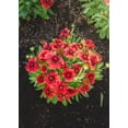 thumbnail image 2 of Jumbo Pint Low Rider™ Blanket Flower, 2 of 9