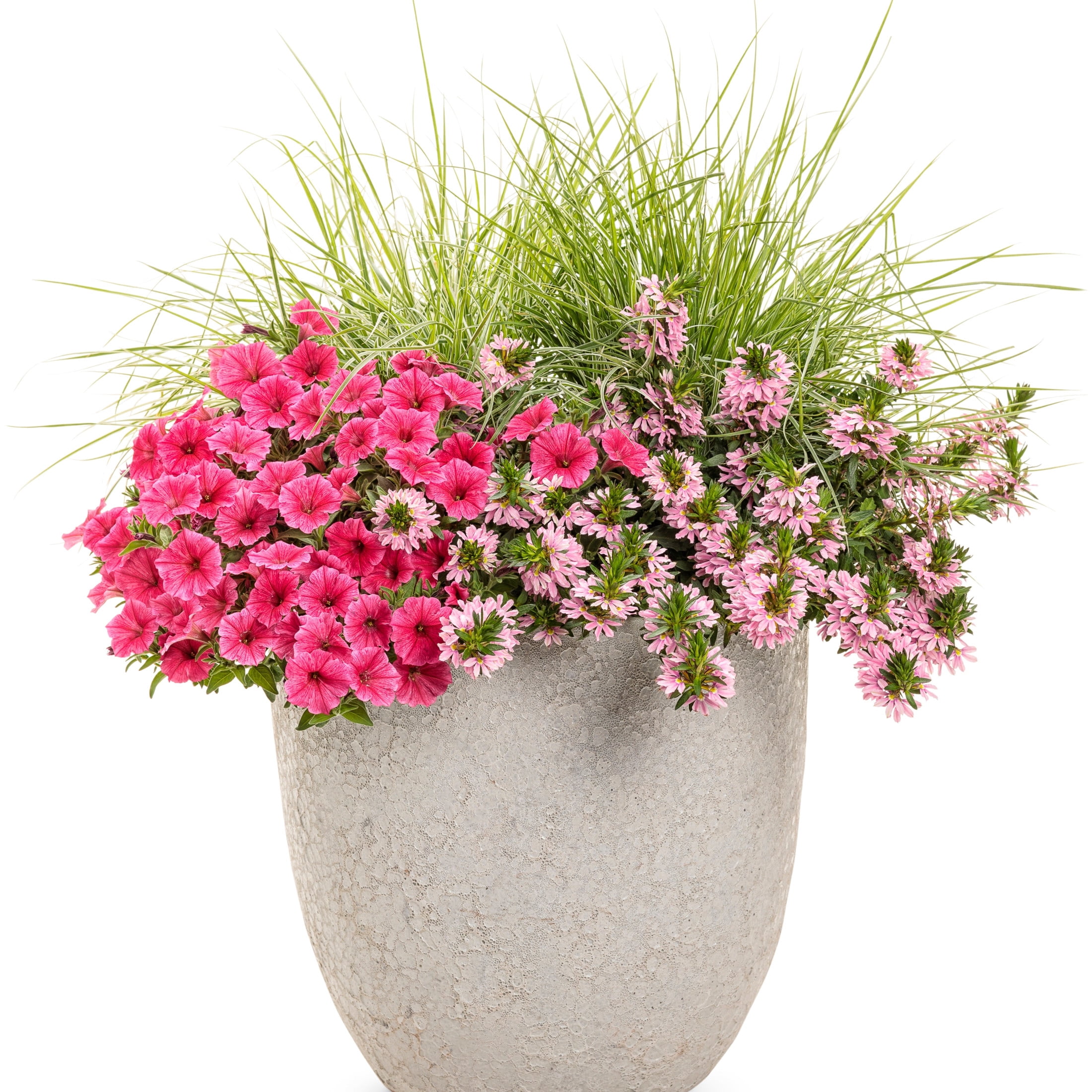 Proven Winners 4" Whirlwind Pink Fan Flower Live Plant in 4.25" Pot (4 Count)