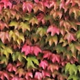 thumbnail image 6 of Ivy Plant Live Fast-growing, Potted 3-5" in Tall, Climbing Indoor Outdoor Houseplant, Easy Care Trailing Vine, Fast Growing Small Starter Plant for Home Office Décor (Common Boston Ivy), 6 of 6