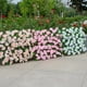 thumbnail image 3 of Valla retráctil de madera, seto extensible con flores artificiales, hojas, decoración de jardín, pantalla enrejada, 3 of 7