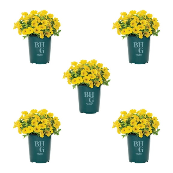 Better Homes & Gardens 1.5PT Yellow Calibrachoa Live Annual Plant Sun 5-Pack