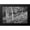 thumbnail image 2 of Schlabach, Sue 24x17 Black Modern Framed Museum Art Print Titled - Sunlit Birches I, 2 of 5