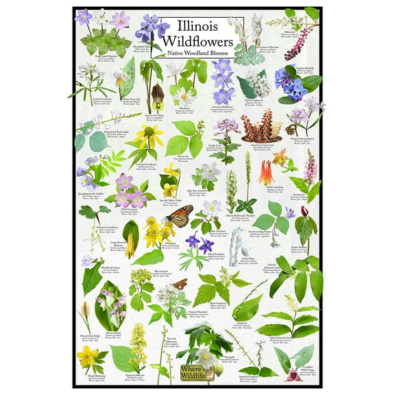 Illinois Wildflowers Poster - Native Woodland Blooms - Educational Science Chart of Illinois Flowers