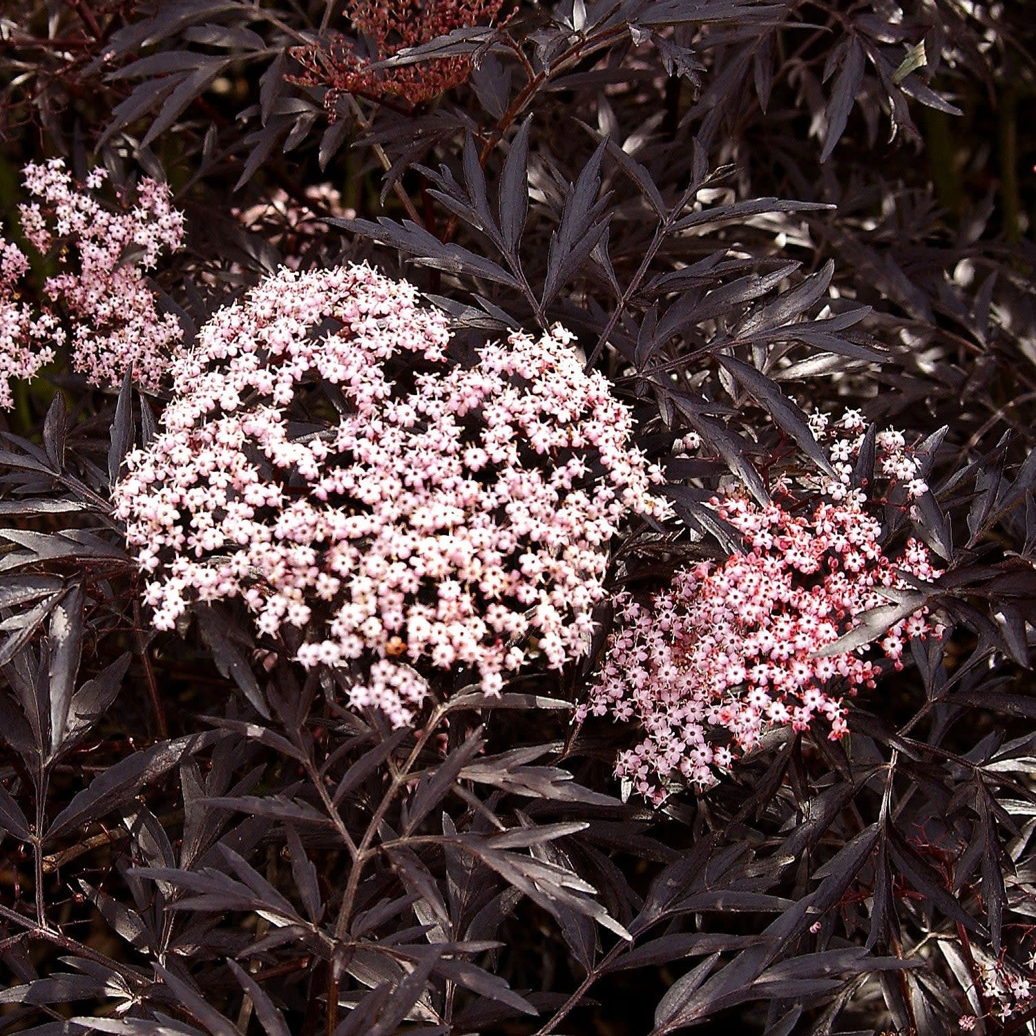 Proven Winners ColorChoice 6" Pink Black Lace Elderberry Live Plant in 7.5" Pot