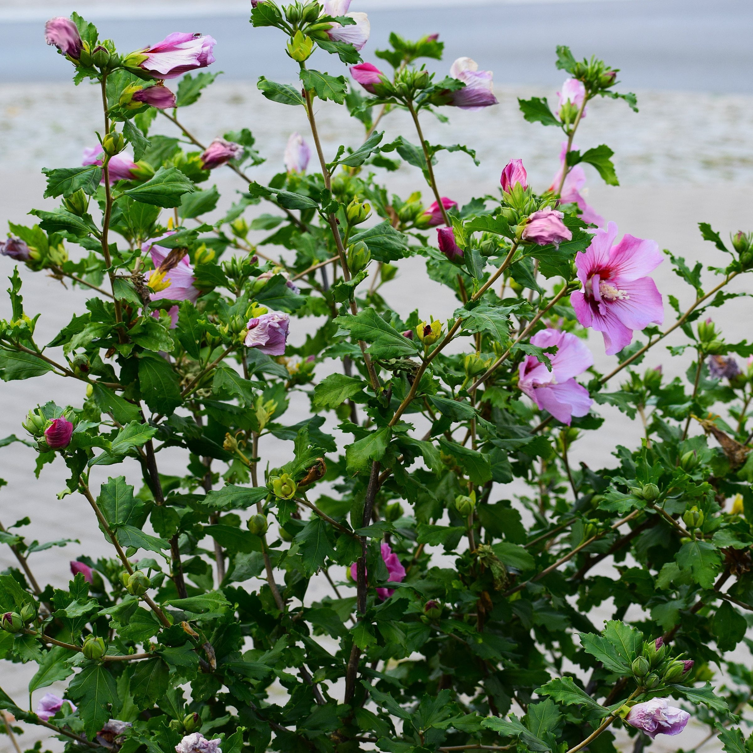 National Plant Network 3 gal. Hibiscus Purple Pillar Live Shrub