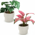 thumbnail image 1 of CasaVibe Paquete de 2 Plantas Artificiales de Hojas de Tortuga - Follaje Falso Realista Premium con Macetas, Decoración Tropical para Interiores y Exteriores, 1 of 11