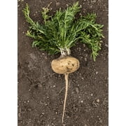 Yellow Maca Extract