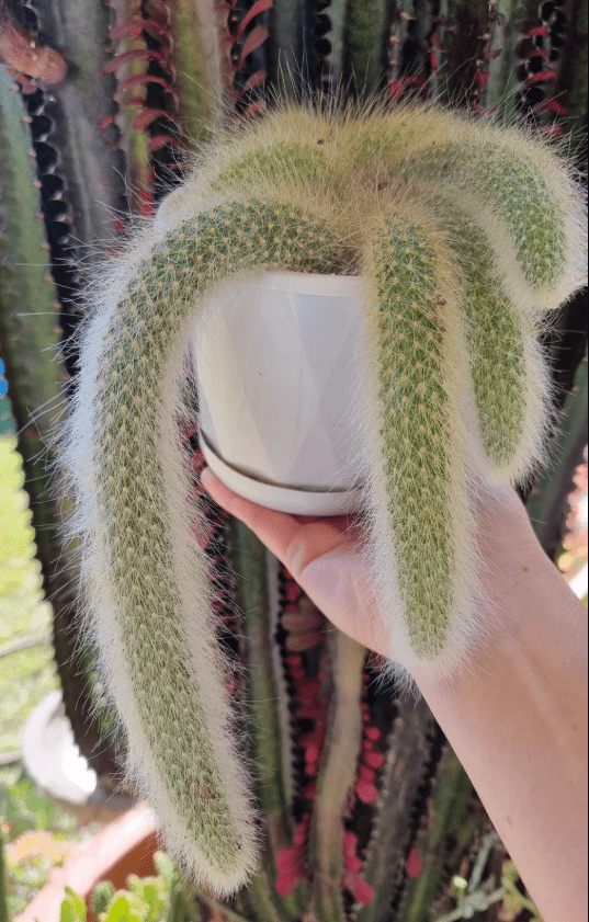 Monkey Tail Cactus Live Plants for Hanging Basket, Trailing Monkeys Tail Indoor Outdoor in 4 Inch Pot