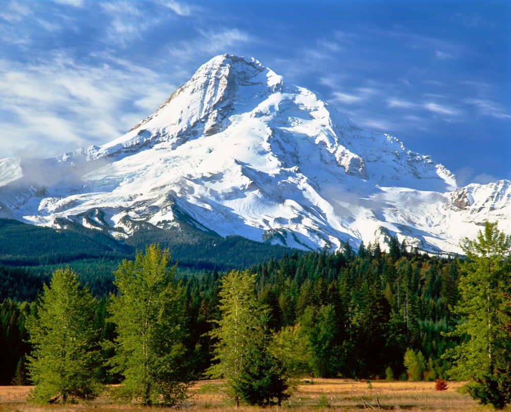 Trees with snowcapped mountain range in the background, Mt Hood, Upper 