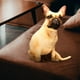 thumbnail image 3 of Lindos adornos, almohada, muñecos de peluche de algodón PP con forma de cachorro, muñeco de peluche suave. estilo A, 3 of 4