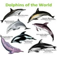 thumbnail image 3 of CafePress - Dolphins Of The World Mug - 11 oz Ceramic Mug - Novelty Coffee Tea Cup, 3 of 6