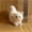 White, variant on Simulation Cat Plush Toys Soft Stuffed Kitten Model Fake Cats Realist Animals for Kids Girls Birthday Valentine's Day Gift