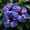 A, variant on Premium Ornamental Hibiscus for Planting-Easy growing,Bloom Year After Year,Perfect for Home Decoration-(Non-Artificial)