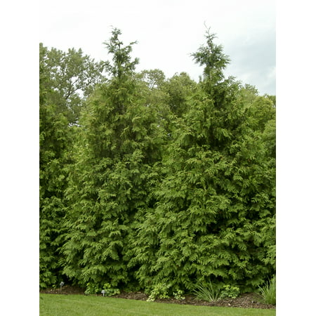 Thuja Green Giant Arborvitae Live Plants Lot of 30 Trees - Ships in 3 inch deep pots 10-14 inches Tall with (Best Grass For Sandy Florida Soil)