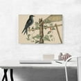 thumbnail image 2 of ARTCANVAS The Purple Martin Canvas Art Print by Mark Catesby - Size: 26" x 18" (0.75" Deep), 2 of 9