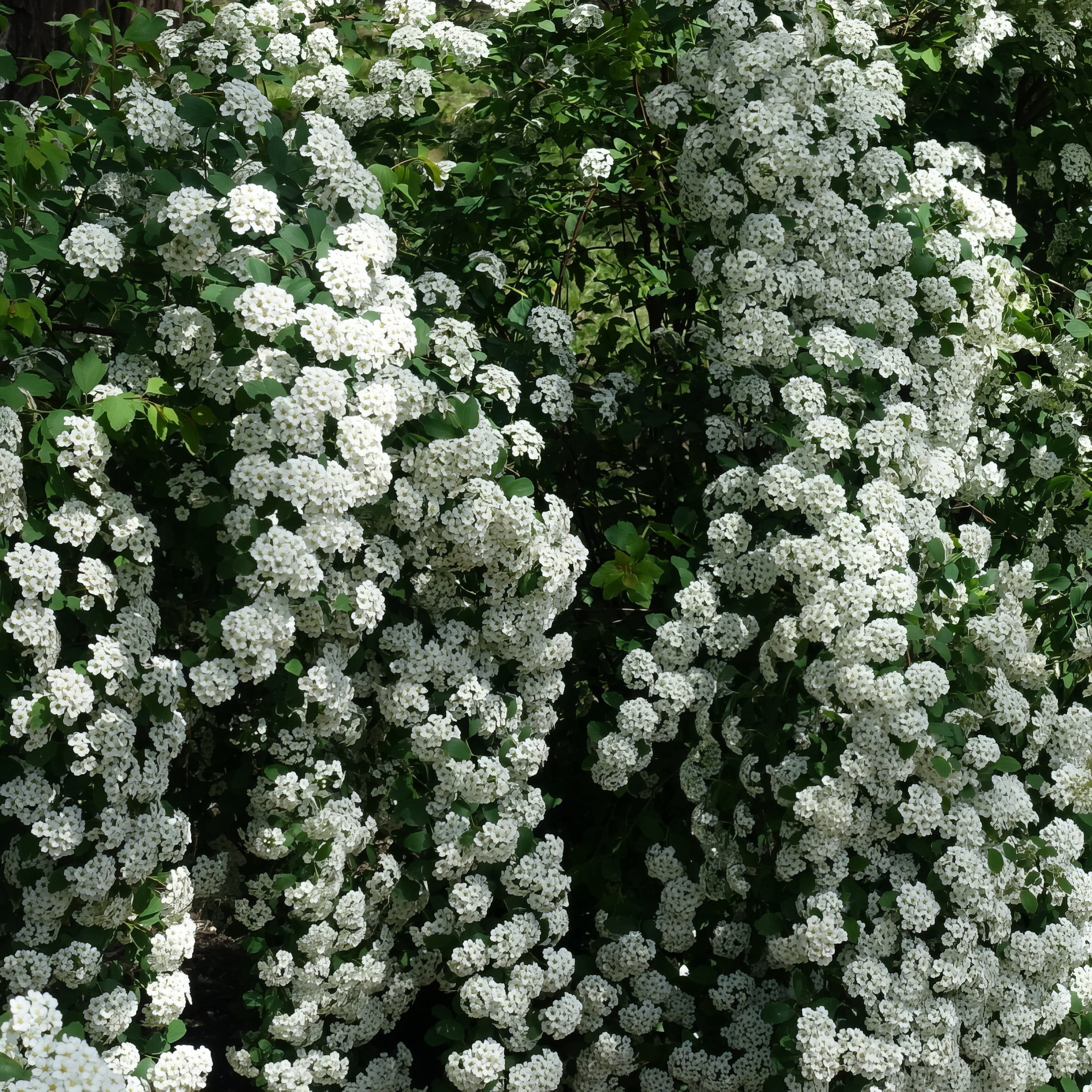 Live Shrub 3 gal Spirea 'Reeves' with Full Sunlight
