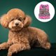 thumbnail image 3 of Collar de perro con lazo Traje de perro con estampado de leopardo y lunares Disfraz de perro Disfraz de perro, 3 of 5