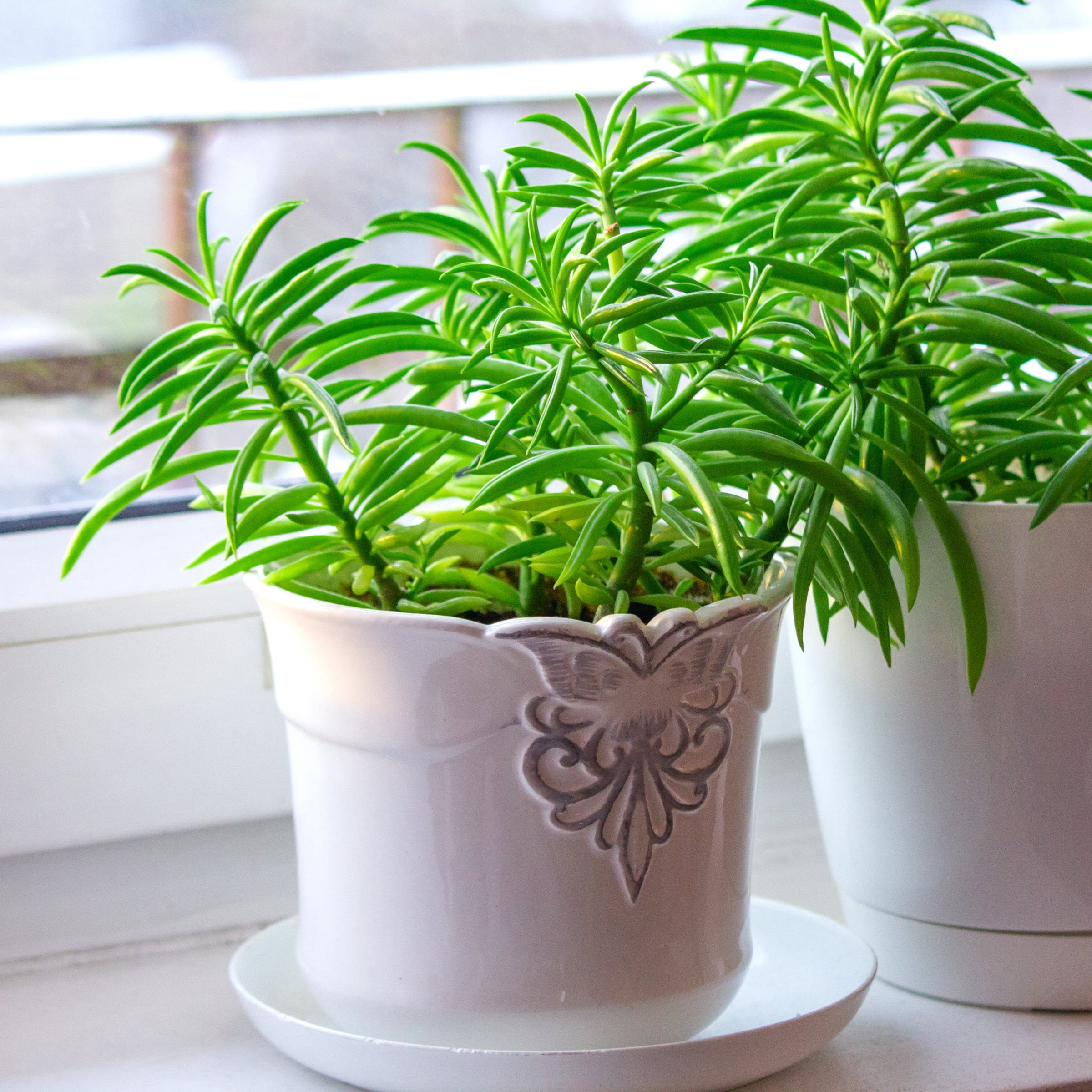 4 in. Peperomia Nevada Happy Bean Plant in Grower Container