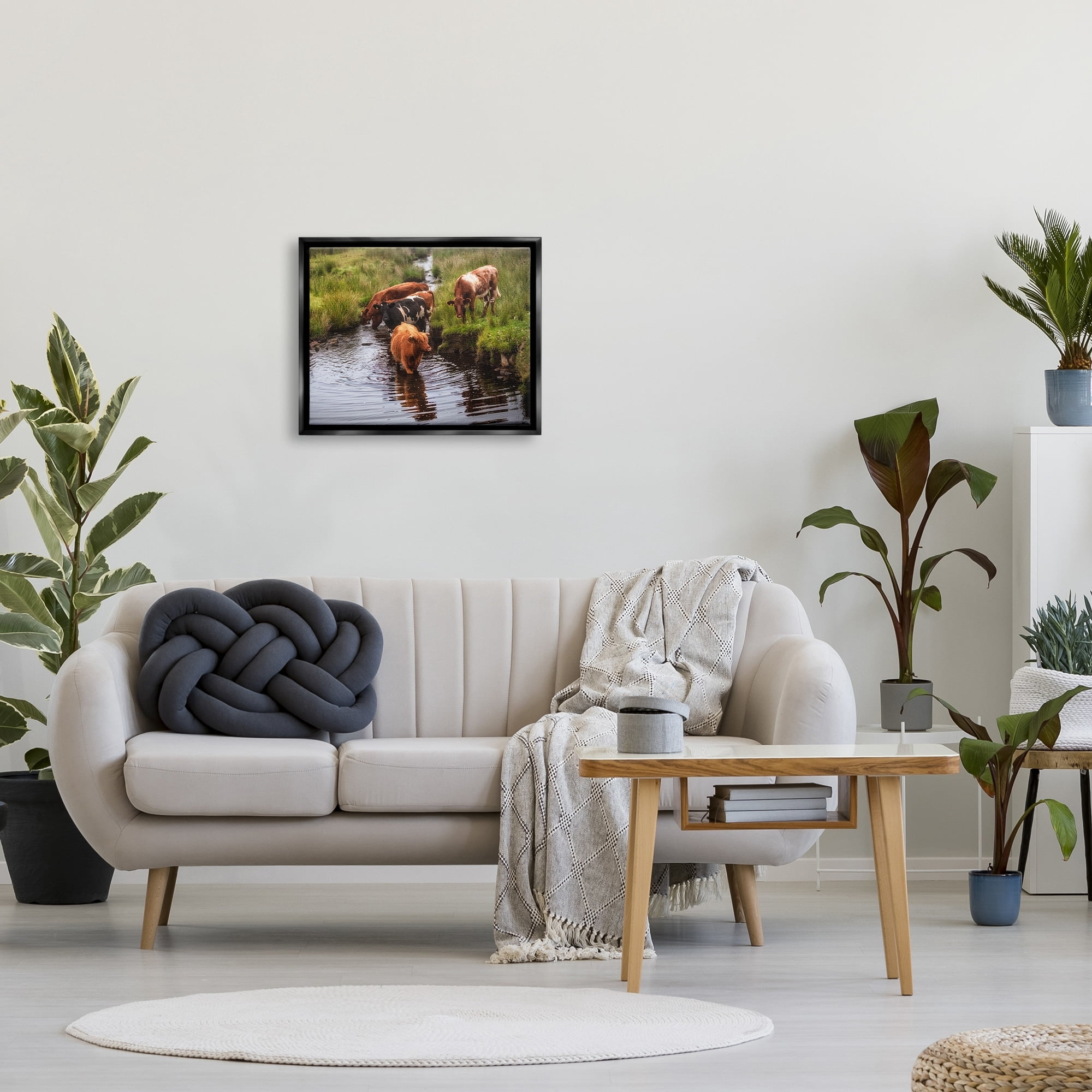 Stupell Industries Rural Cattle Enjoying Stream Water Between Grassland Photograph Jet Black Floating Framed Canvas Print Wall Art, Design by James Dobson