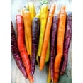 thumbnail image 3 of TomorrowSeeds - Rainbow Mix Carrot Seeds - 1000+ Count - For 2026 Planting Purple Red Yellow Orange, 3 of 11
